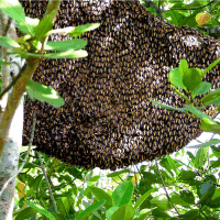 Bienenschwarm