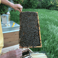 Ruhige Bienen